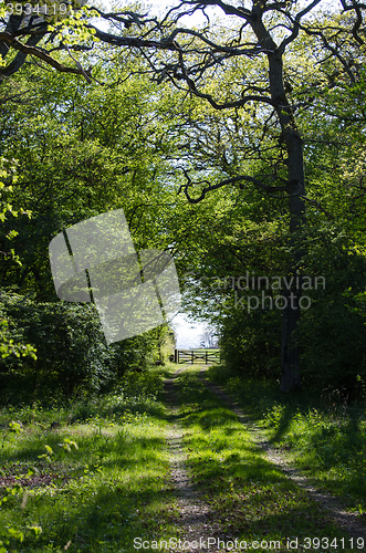Image of Farmers road in a green deciduous forest