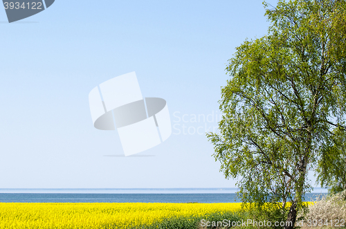 Image of Spring by a coastal field