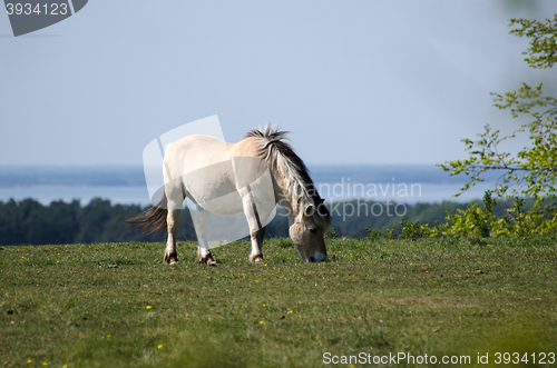 Image of Grazing fjord horse