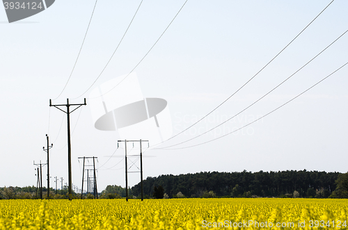 Image of Power lines in a rapeseed field