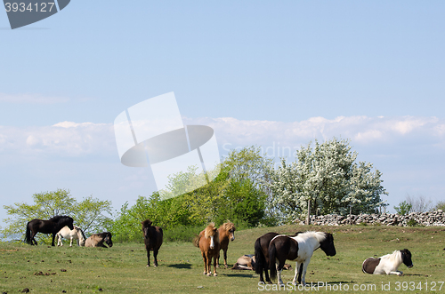 Image of Herd of multicolored horses