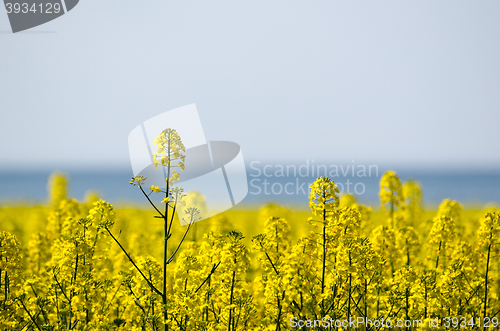 Image of Canola field closeup