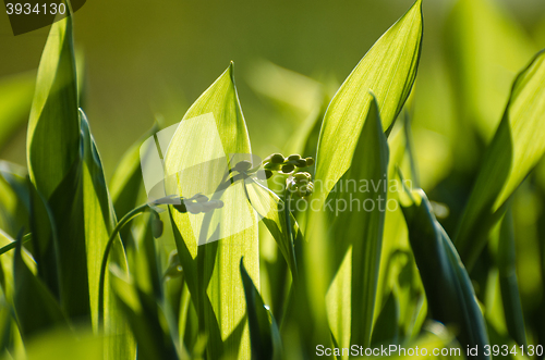 Image of Lily of the Valley buds