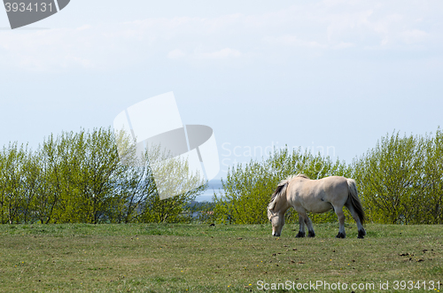 Image of Fjord horse grazing at spring