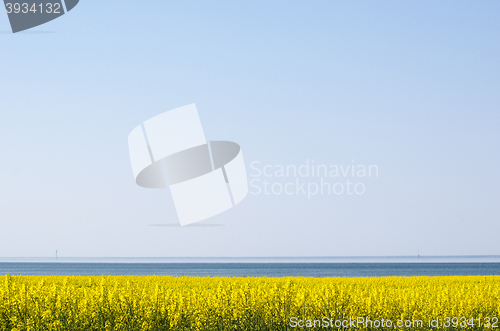 Image of Canola field by the coast