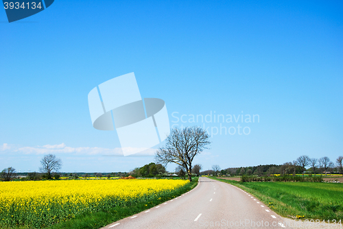 Image of Countryroad by springtime