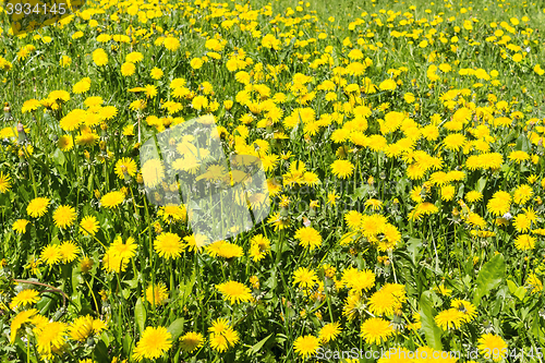 Image of 