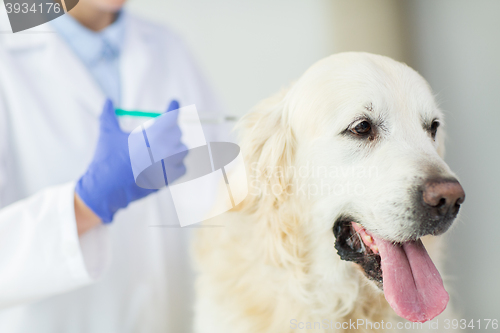 Image of close up of vet making vaccine to dog at clinic