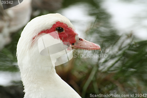 Image of White and red duck