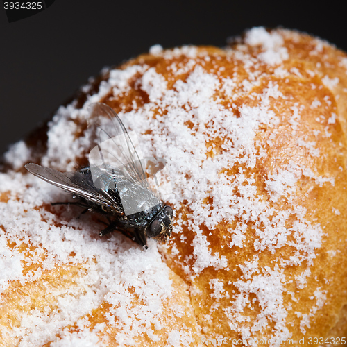 Image of fly on the dessert