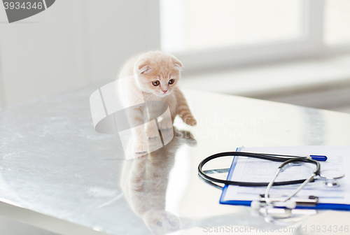 Image of close up of scottish fold kitten at vet clinic