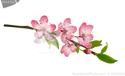 Image of Cherry blossom, sakura flowers isolated