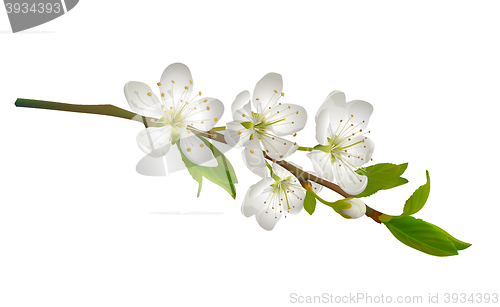 Image of Blossoming cherry branch with white flowers.