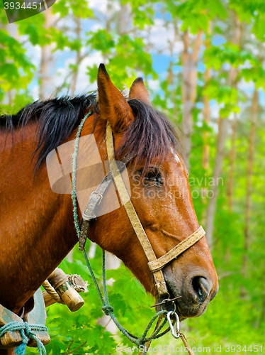 Image of Horse 