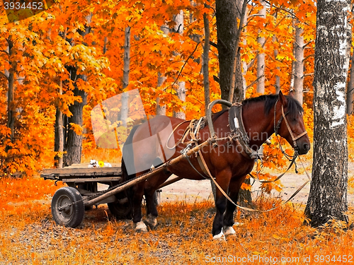 Image of Horse 