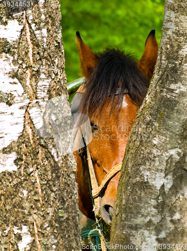 Image of Horse 