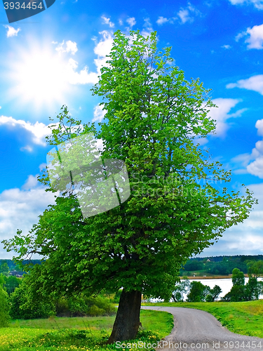 Image of Tree