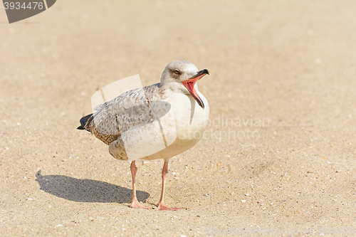Image of Gulls Birdling on the Sand