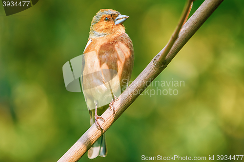 Image of Male Common Chaffinch