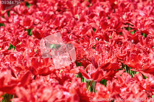 Image of Field of Red Tulips