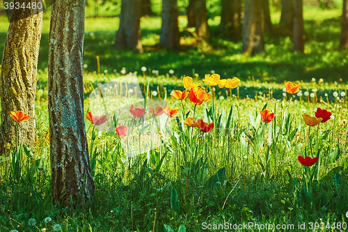 Image of Tulips in the Forest