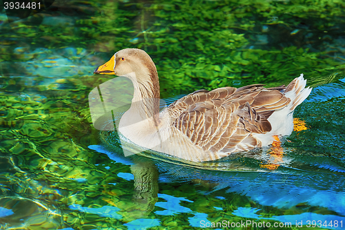 Image of Goose on the Lake