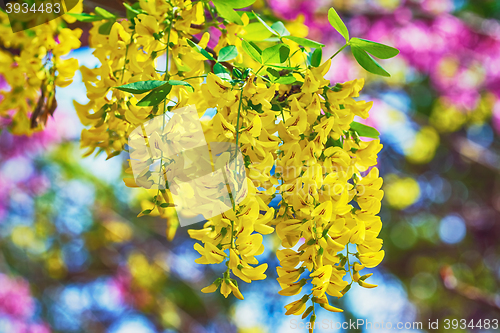 Image of Common Laburnum Flowers