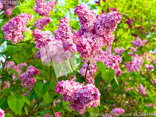 Image of Lilac Flowers