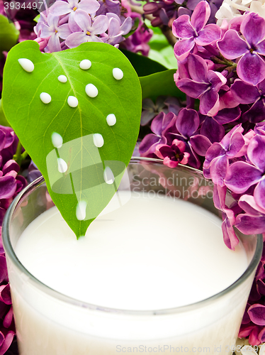 Image of Milk And Lilac