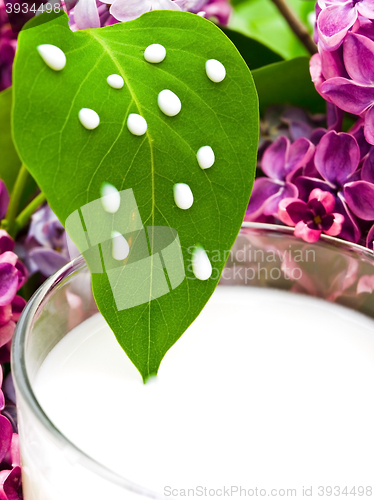 Image of Milk And Lilac