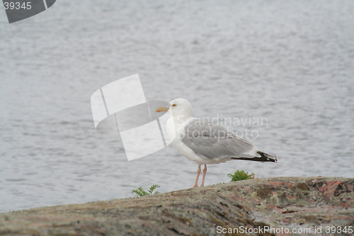 Image of Seagull