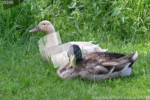 Image of Pair of ducks