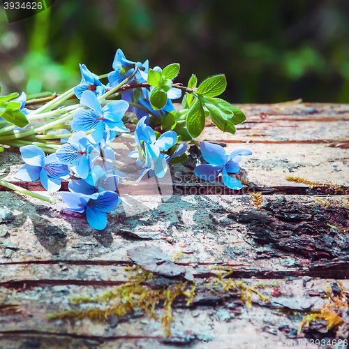 Image of Floral background with forest violet 