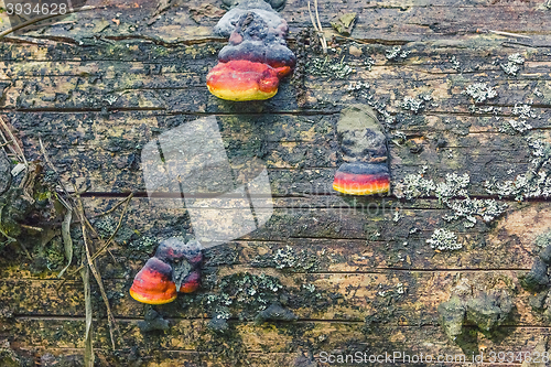 Image of Wood mushrooms on an old trunk