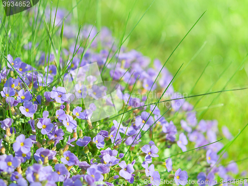 Image of Small blue field flowers on sunlight alpine meadow