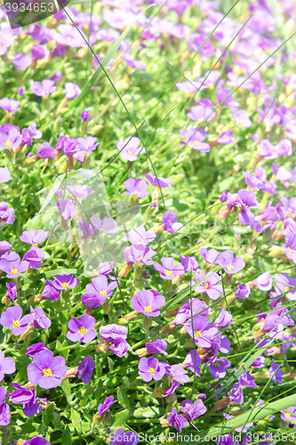 Image of Vertical floral background with small violet Aubrieta flowers