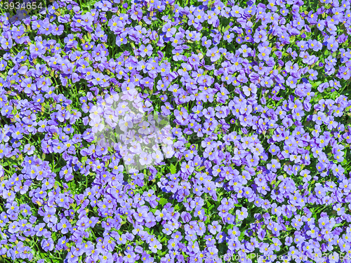 Image of Aubrieta tiny blue summer flowers background