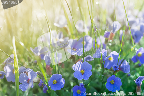 Image of Sunshine summer lawn with little blue flowers and rain drops