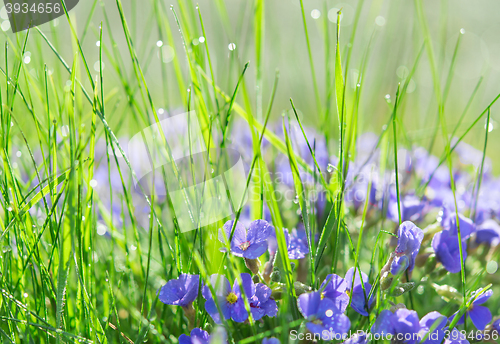 Image of Backlit droplets morning dew on summer sunlit glade