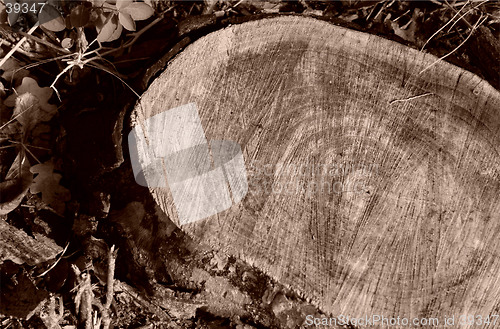 Image of aged tree