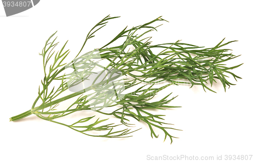 Image of fresh dill isolated