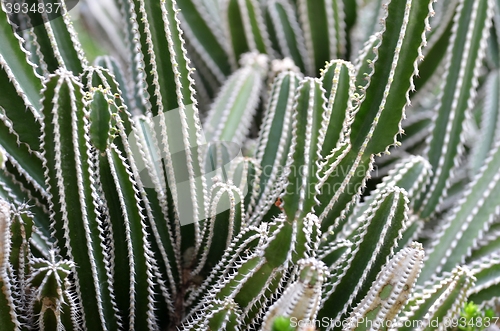 Image of Cactus planted in a botanical garden