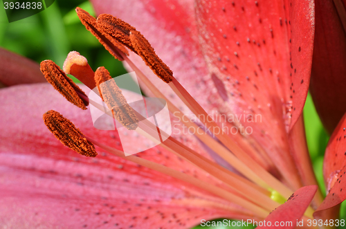 Image of Beautiful lily growing in garden