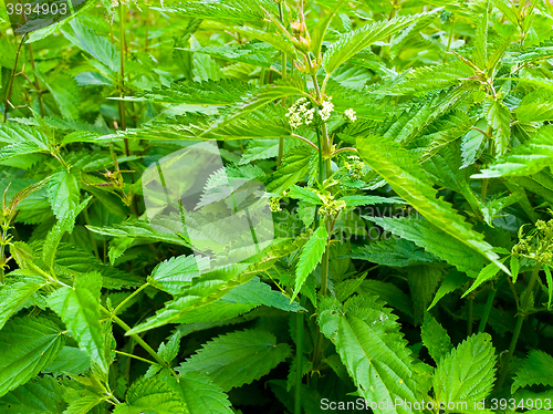 Image of Green Nettle