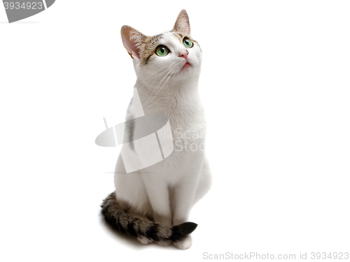 Image of Sitting Cat