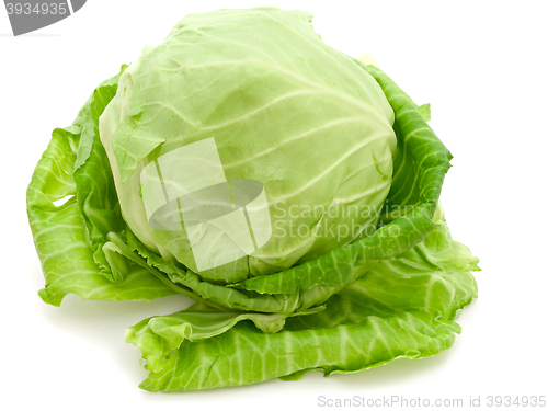 Image of Cabbage 
