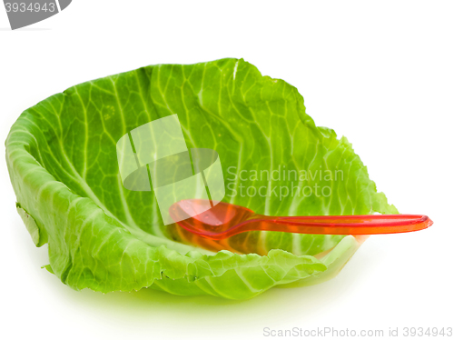 Image of Cabbage Leaf 