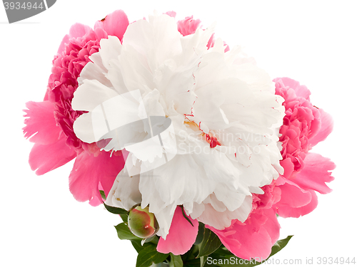 Image of Pink And White Peony