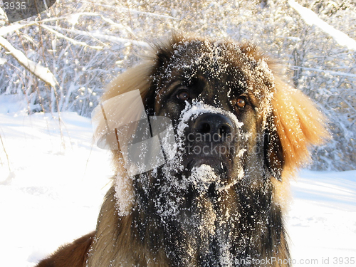 Image of Snowy leo