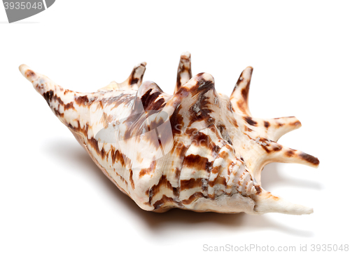 Image of Lambis tiger shell 